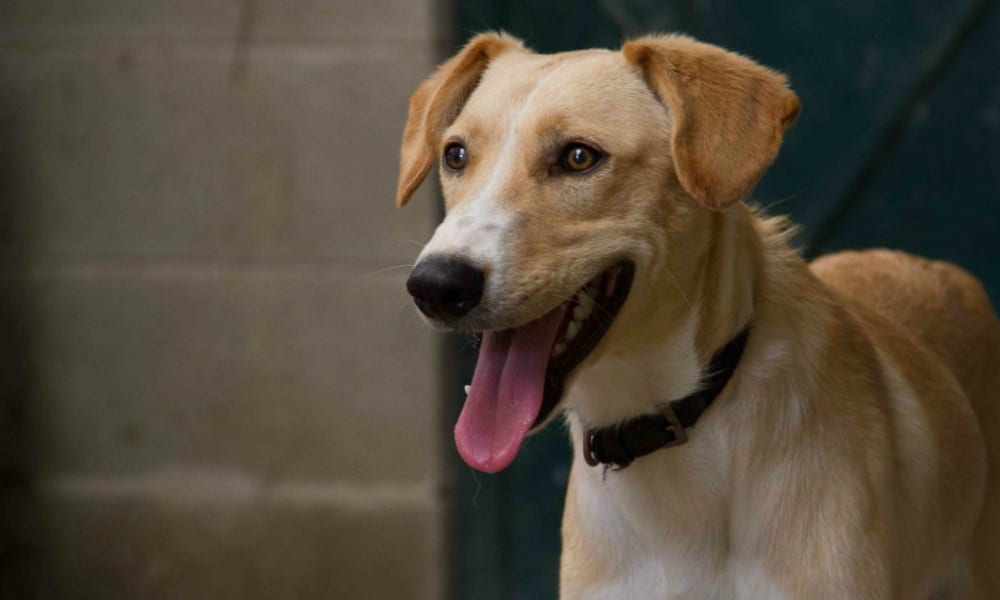 Orrore a Roma: cane bruciato con le zampe amputate