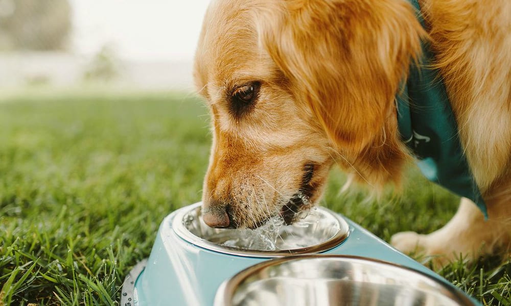 Multato per aver messo delle ciotole d’acqua per i cani