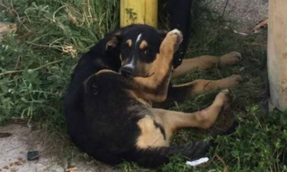 Ritrovamento shock: cagnetta legata ad un palo dell’autobus