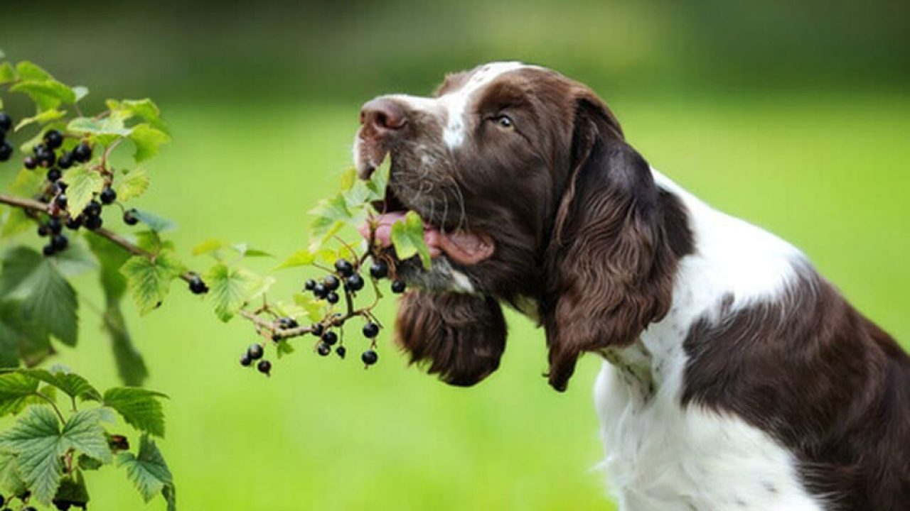 Stella Di Natale Velenosa Per I Cani.L Esperto Risponde Le Piante E Le Erbe Velenose Per I Cani Velvet Pets Velvetpets