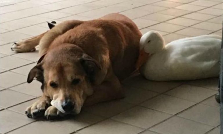 Oca innamorata consola cane triste per un lutto [VIDEO]