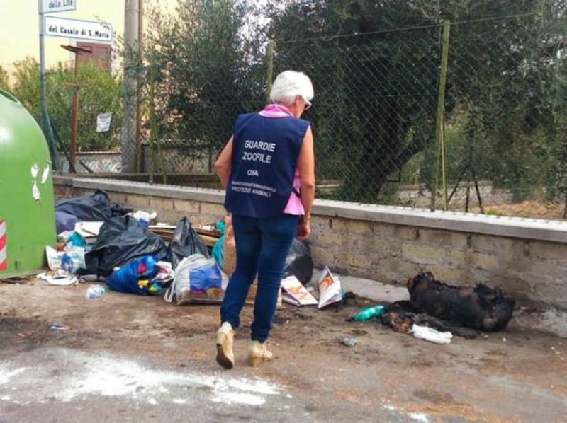 Orrore a Roma: cane bruciato con le zampe amputate