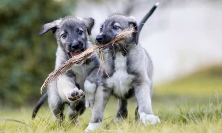 Il primo incredibile caso di due cani gemelli monozigoti