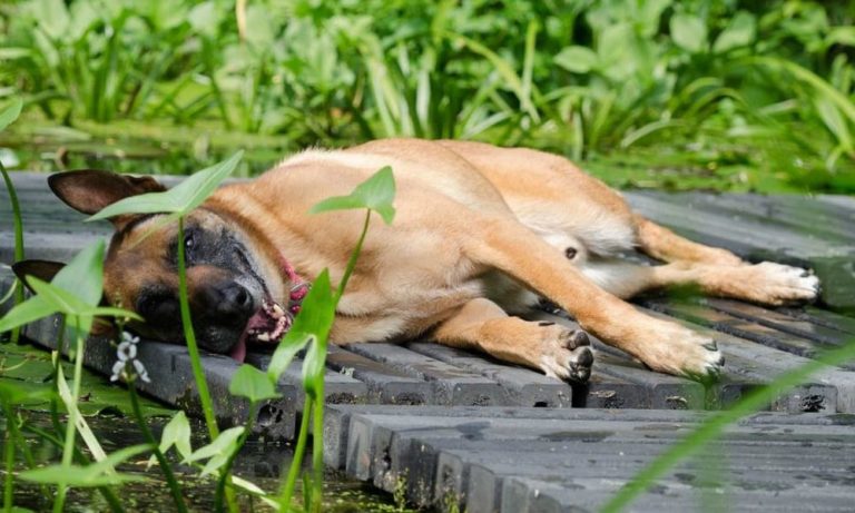 Lasciare i cani da soli in giardino è reato: lo stabilisce la Corte di Cassazione