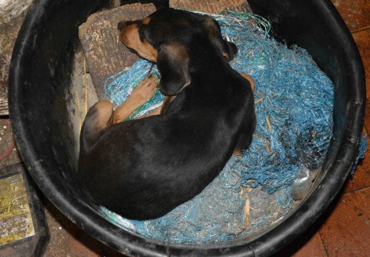 Orrore a Ragusa: decine di cani maltrattati e denutriti