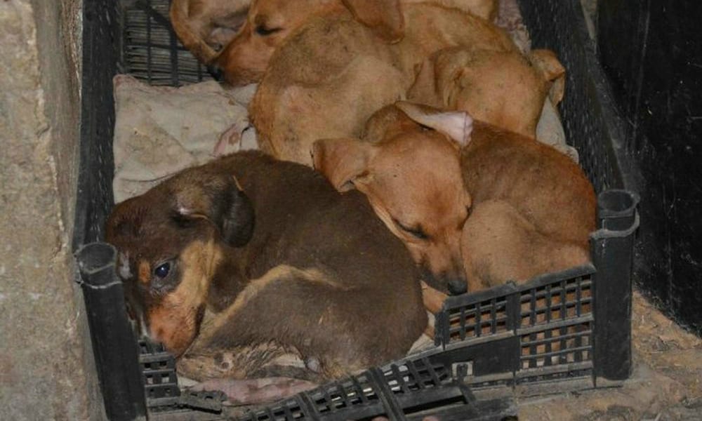 Orrore a Ragusa: decine di cani maltrattati e denutriti