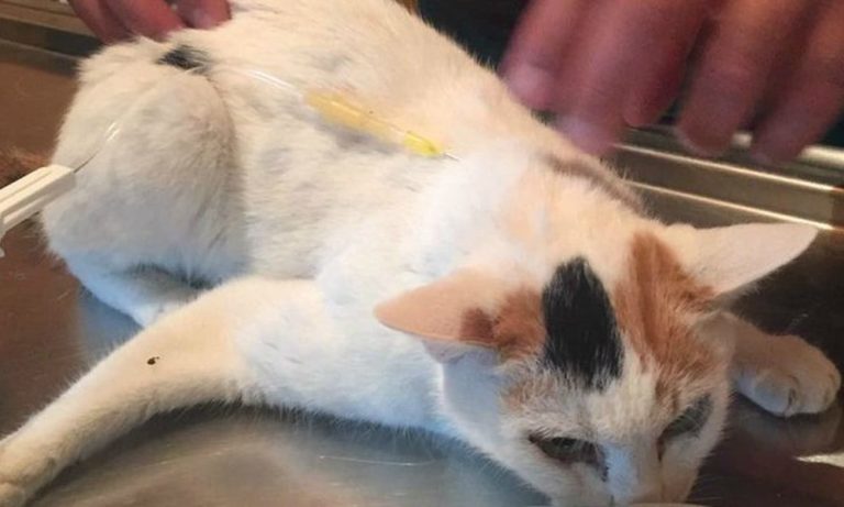 Terremoto: morta la gattina estratta dalle macerie dopo 12 giorni