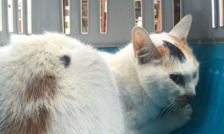 Terremoto: l’incredibile storia di Carina, la gattina estratta dalle macerie dopo 12 giorni