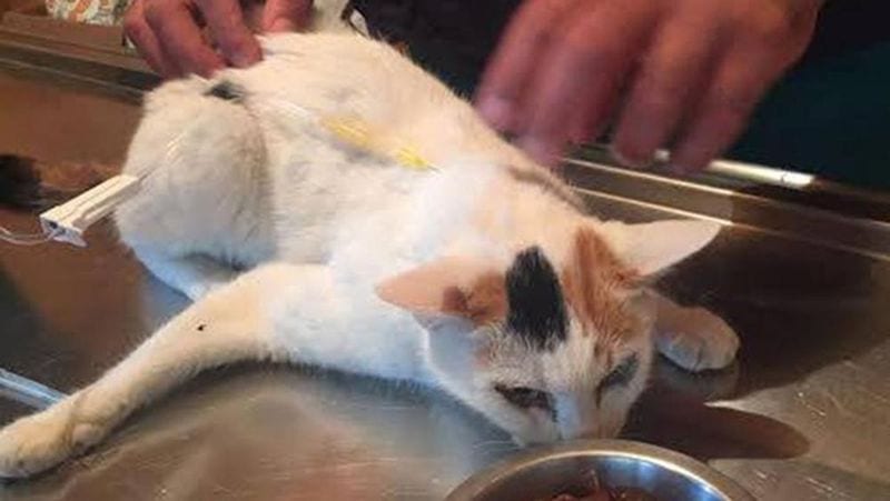 Terremoto: l’incredibile storia della gattina estratta dalle macerie dopo 12 giorni