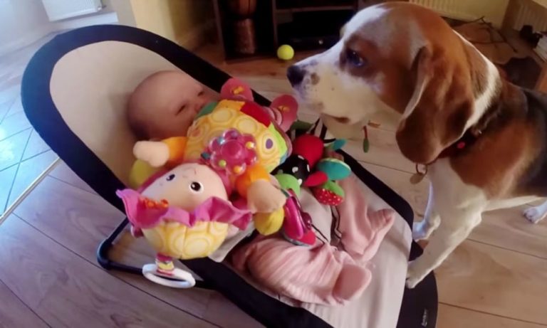 Charlie the Dog: il beagle ladro “pentito” [VIDEO]