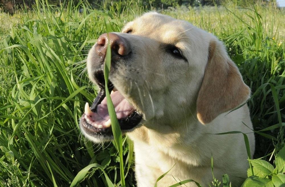 “L’Esperto risponde”: le piante e le erbe velenose per i cani