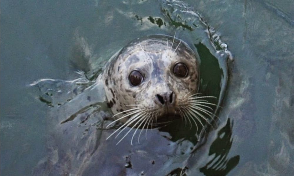 Foca salta su una barca, il motivo è incredibile… [VIDEO]