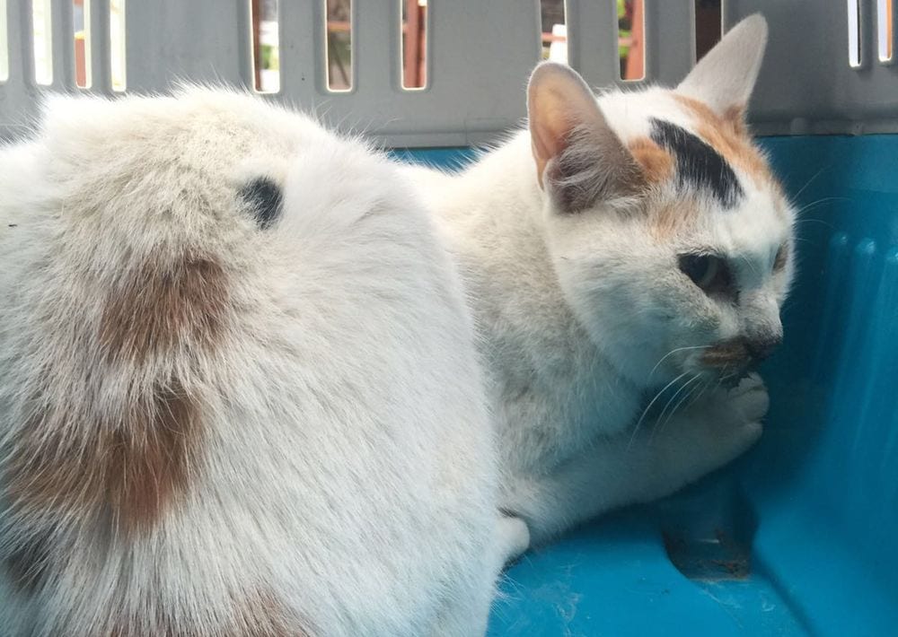 Terremoto: morta la gattina estratta dalle macerie dopo 12 giorni