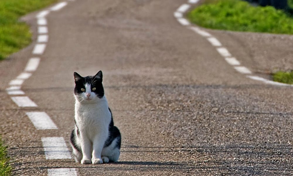 Gattina gettata via dal finestrino di un’auto in corsa