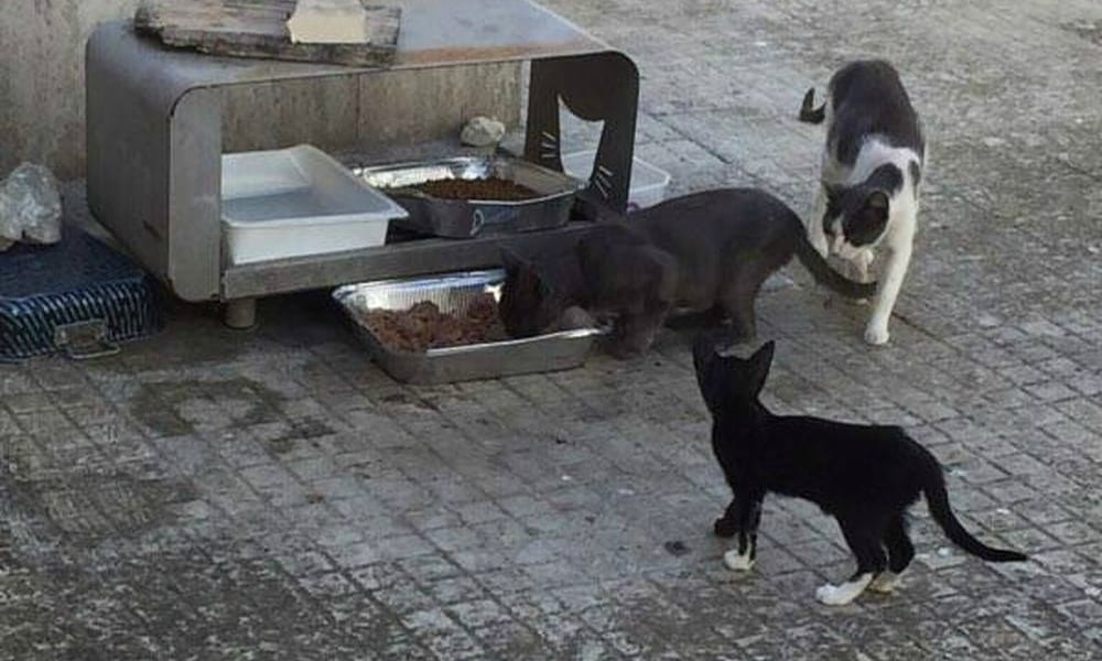 La strana sparizione di 5 gattini dal Cimitero di Brindisi