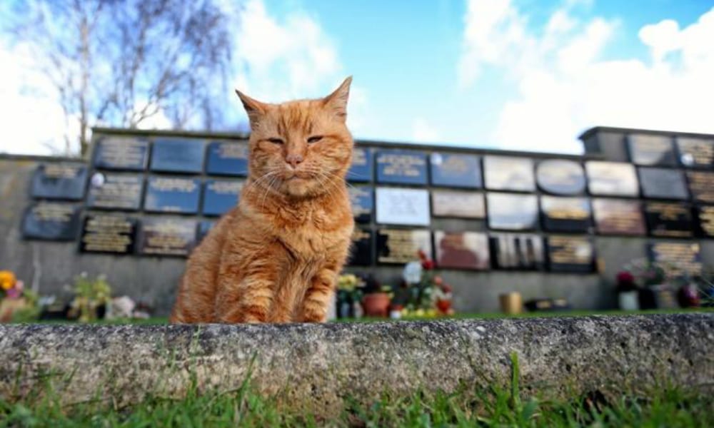 Muore Barney: il gatto che consolava le persone al cimitero