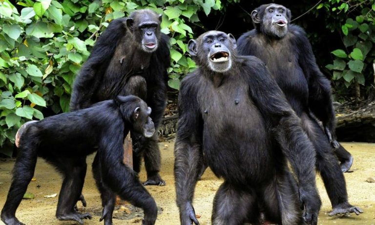 Incredibile scoperta: le scimmie pregano [VIDEO]