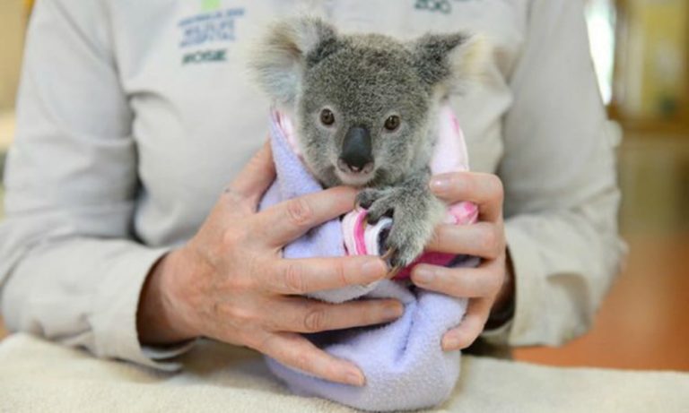 Koala disperato per la morte della sua mamma trova conforto in un peluche che le somiglia
