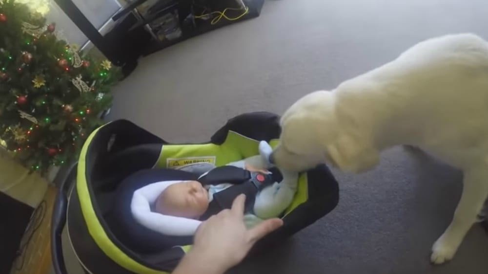 Il primo incontro tra un labrador e un neonato: la reazione è sorprendente 