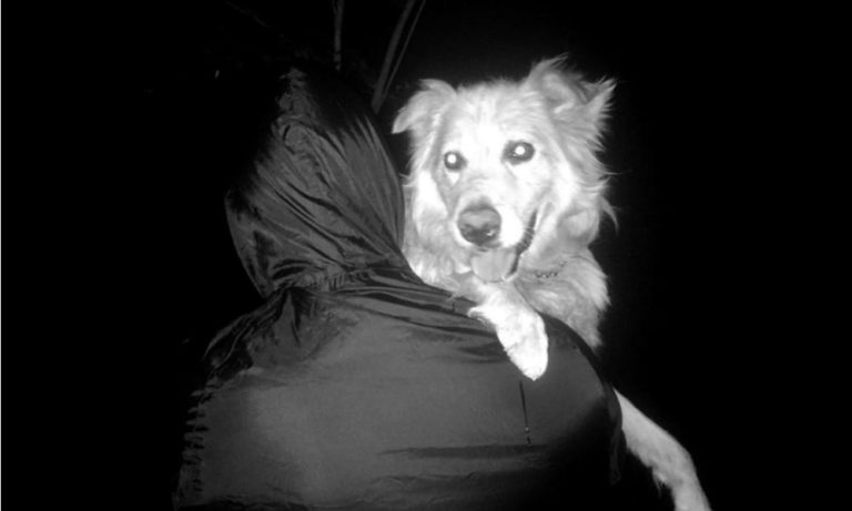 Quando sono intervenuti, i volontari non credevano ai loro occhi: la storia di Lazzaro, il cane “risorto”