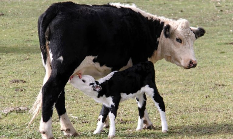 Mamma mucca difende con tutte le sue forze il suo vitellino