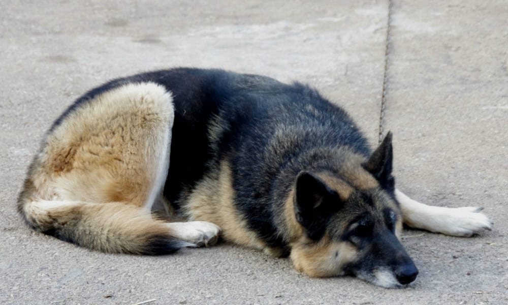 Cane in casa e in cortile: nessun regolamento di condominio può vietarlo