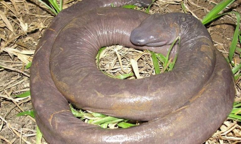 Penis Snake: il serpente-pene [VIDEO]