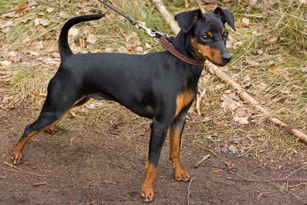 Agghiacciante violenza: bambino brutalmente picchiato per un cane