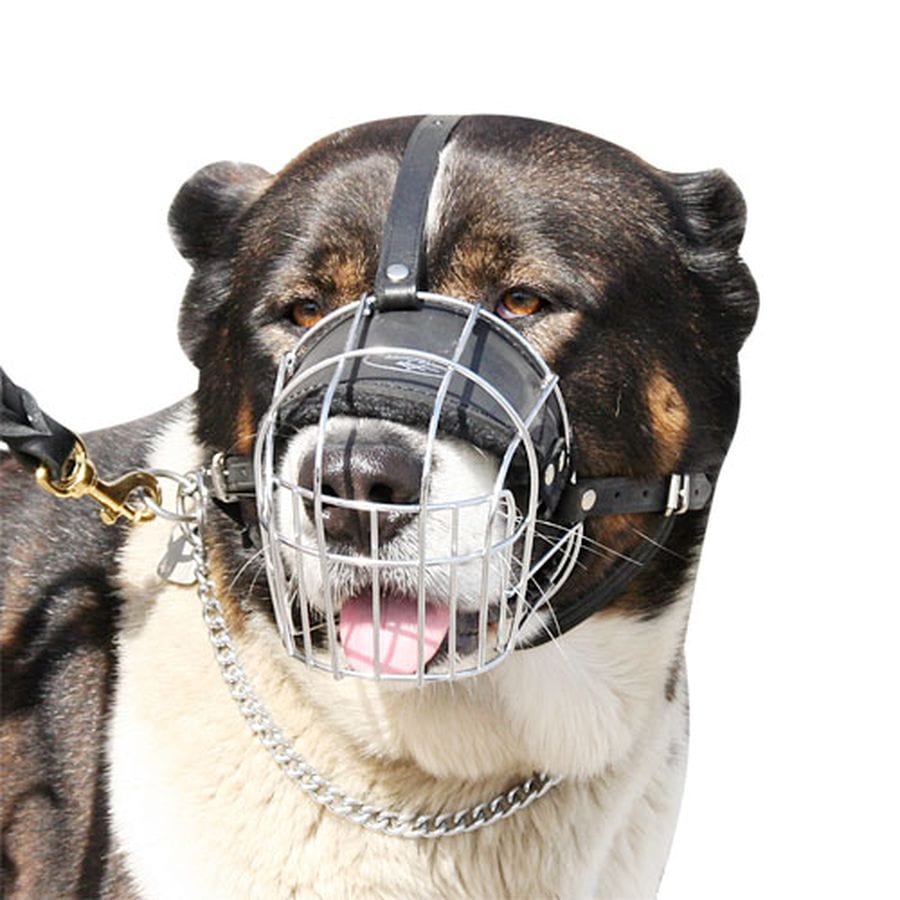 Cani: le nuove regole del Ministero