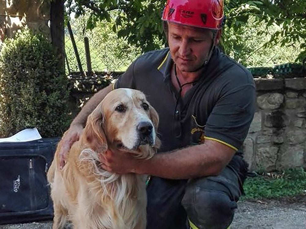 Terremoto: cane miracolosamente salvato dalle macerie dopo 9 giorni