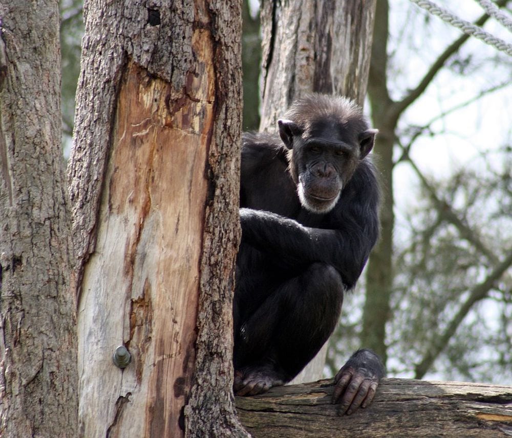 Incredibile scoperta: le scimmie pregano [VIDEO]
