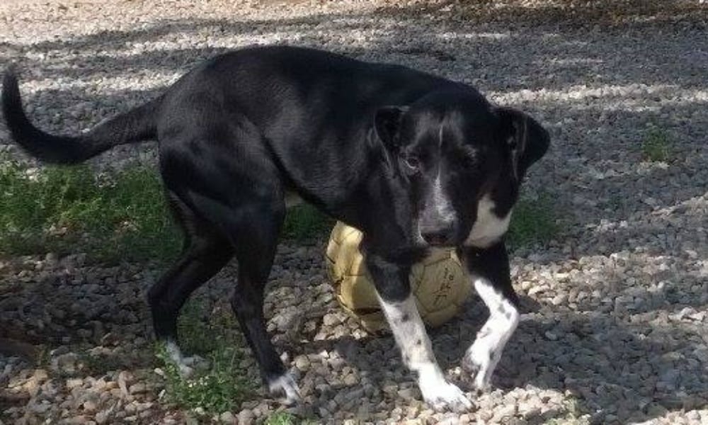 Cane riportato in canile perché russa