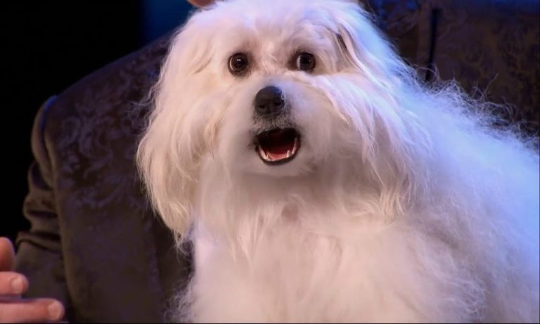 Wendy: la cagnolina che parla al Britain’s Got Talent [VIDEO]