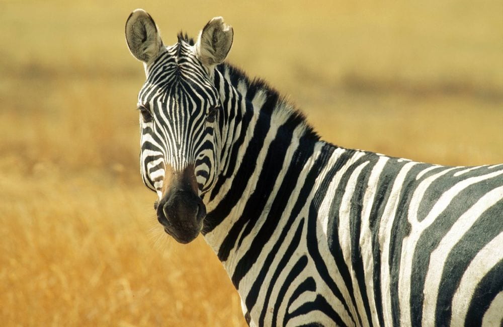 Perché le zebre hanno il manto a strisce?
