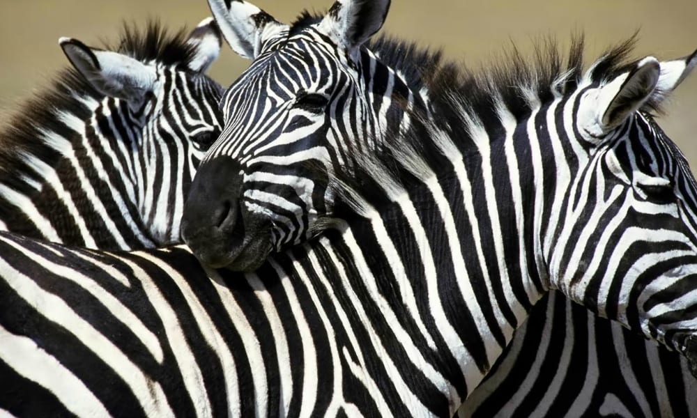 Perché le zebre hanno il manto a strisce?