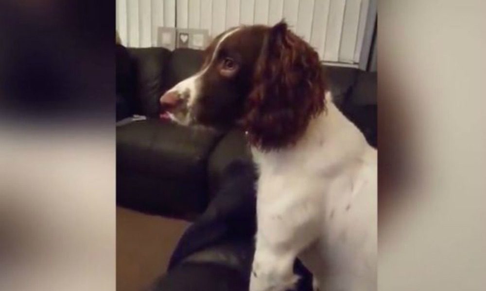 Archie, il cane che canta: ama le soap opera e anche i Coldplay [VIDEO]