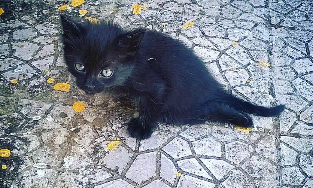 Il gattino si trascina in strada: Buffy sopravvive al di là di ogni previsione