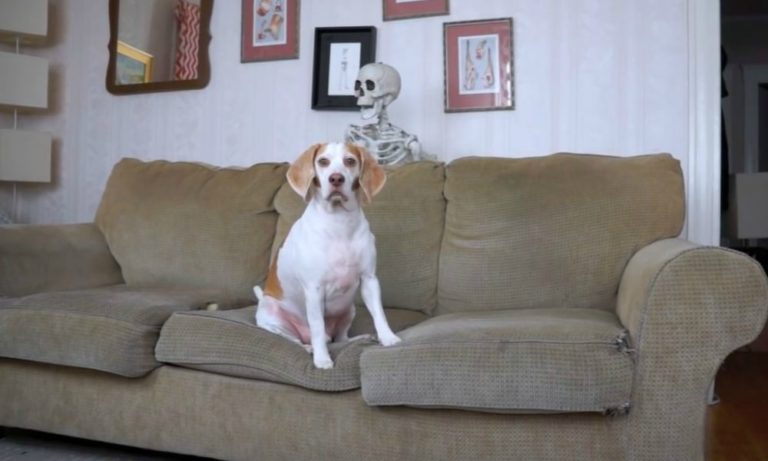 Dolcetto o scherzetto? Un beagle e Halloween… [VIDEO]