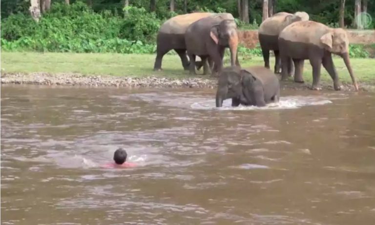 Uomo finge di annegare. La reazione dell’elefantino è sorprendente… [VIDEO]