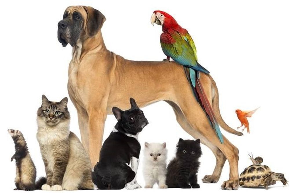 “Ioconfido”: il rivoluzionario portale gratuito dedicato agli animali da 0 a 4 zampe