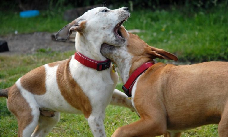 Cosa fare se i cani litigano tra loro: consigli per proprietari di “primo pelo”