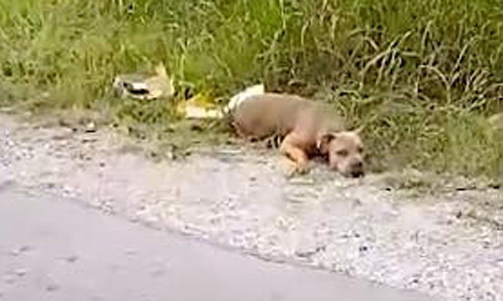 Il cane sul ciglio della strada sembra morto: poi muove la coda e...