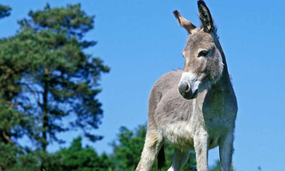 Asini uccisi e trasformati in "gelatina curativa": l'ultima follia arriva dalla Cina