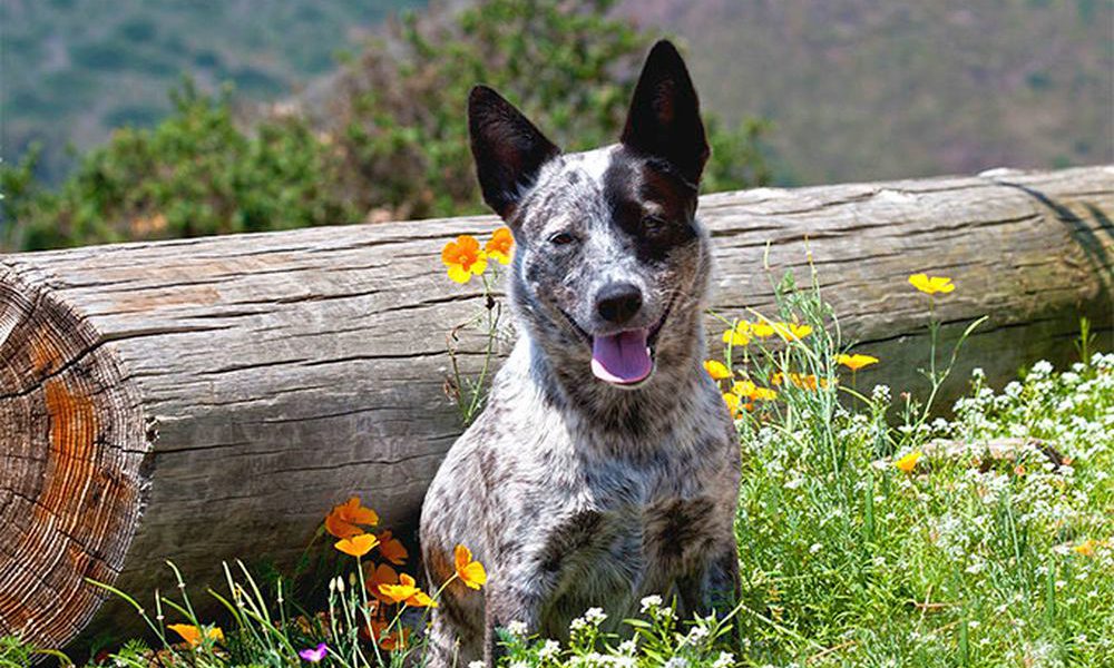 Australian Cattle Dog: il cane più longevo