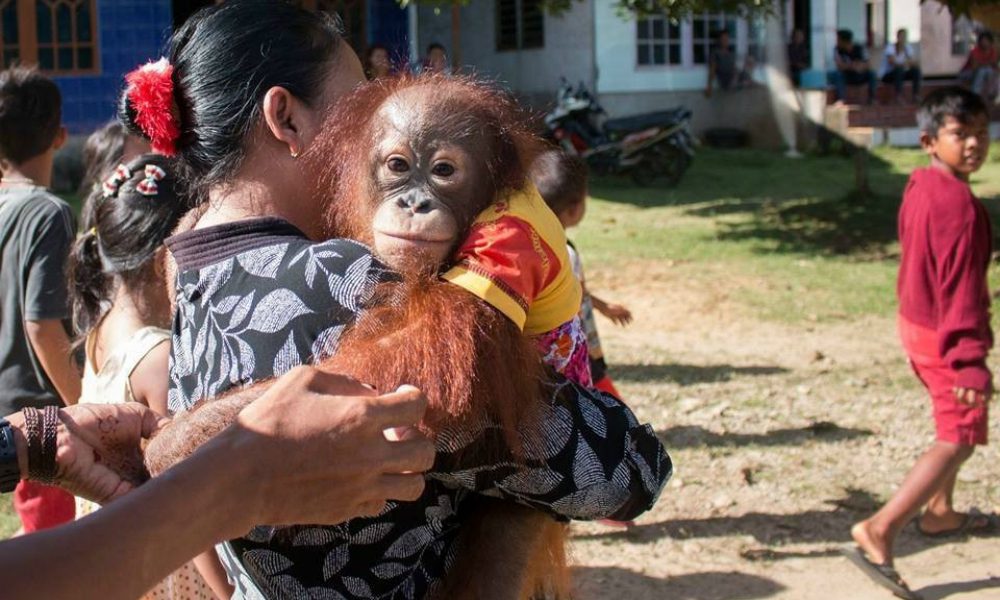 Cucciola di orangotango viene strappata via dalla famiglia adottiva per essere liberata nella natura