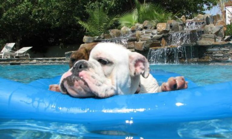 Gus: il bulldog che vuole a tutti i costi la piscina in casa [VIDEO]