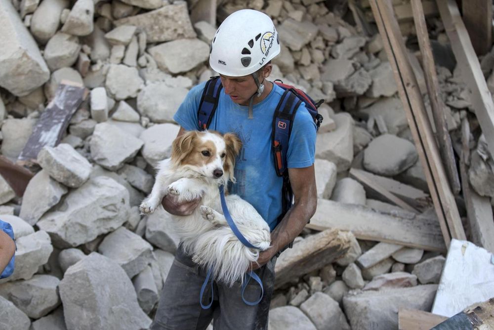 Terremoto: “Accettate gli animali”, l’appello dell’ENPA alle strutture di accoglienza
