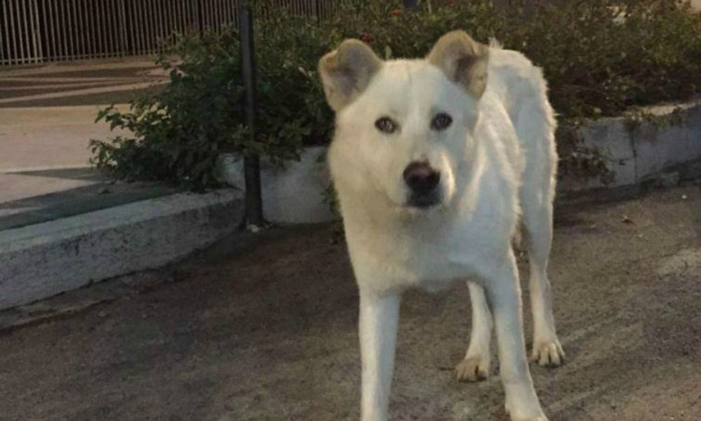 Sangineto: Le Iene riescono a intervistare due dei ragazzi che hanno torturato e ucciso il cane Angelo [VIDEO]