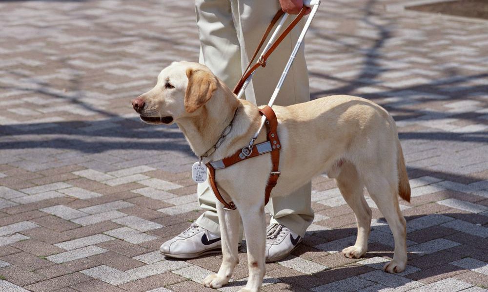 Si celebra in tutta Italia la Giornata Nazionale dei Cani Guida