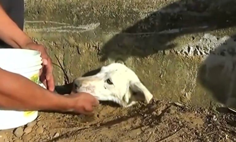 L’incredibile salvataggio di un cane incastrato con la testa nel muro [VIDEO]